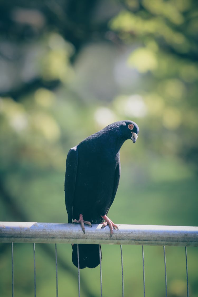 Black Pigeon Perched On Metal Fence