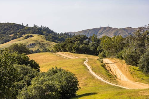 Immagine gratuita di alberi, campagna, campo