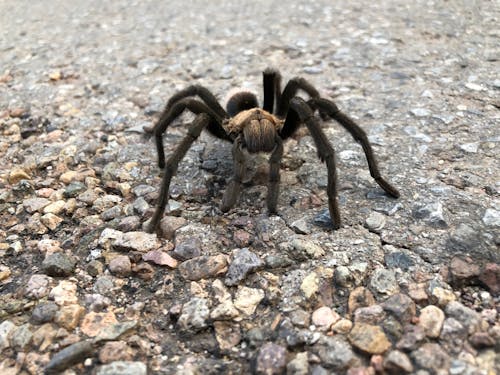 Close-Up Shot of a Tarantula 