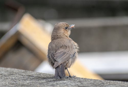 Close-Up Photo of a Bird Perched on a Concrete Ground