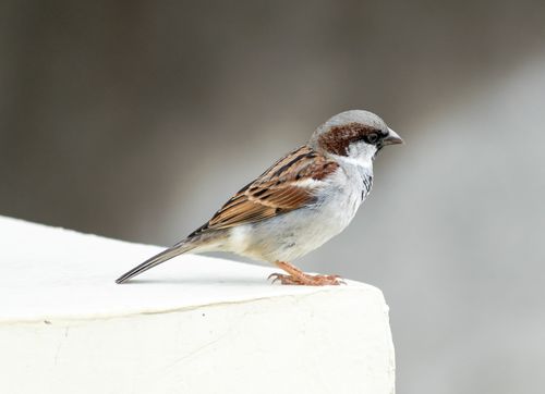 Free A detailed side view of a sparrow perched on a white surface outdoors. Stock Photo