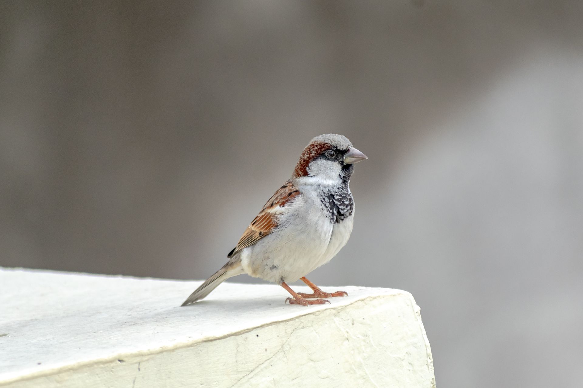 Detailed close-up of a house sparrow perched on a white surface outdoors.