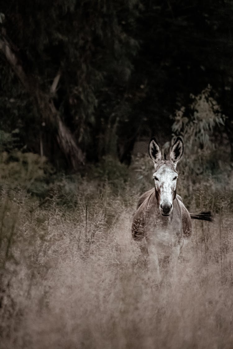 Mule Walking On A Grass Field