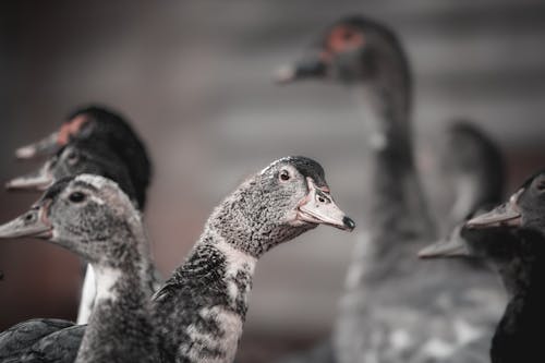 Gratis lagerfoto af ænder, andefugle, dyrefotografering