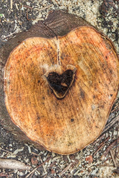 Free stock photo of heart Stock Photo
