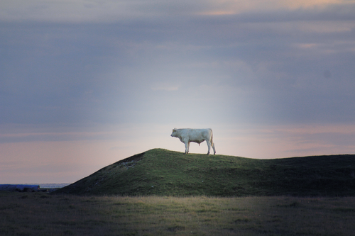 Free stock photo of bull Stock Photo