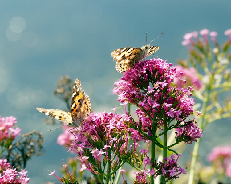 Beautiful Butterflies Perched On Pink Flowers