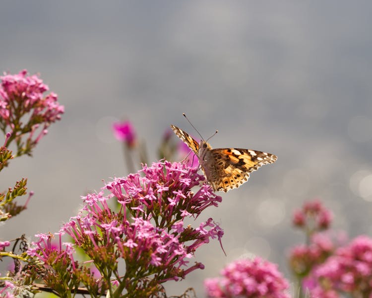 Painted Lady Butterfly Perched On Pink Flowers