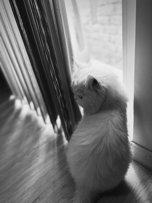 Free A fluffy Persian cat gazes out of a window in this thoughtful monochrome image. Stock Photo