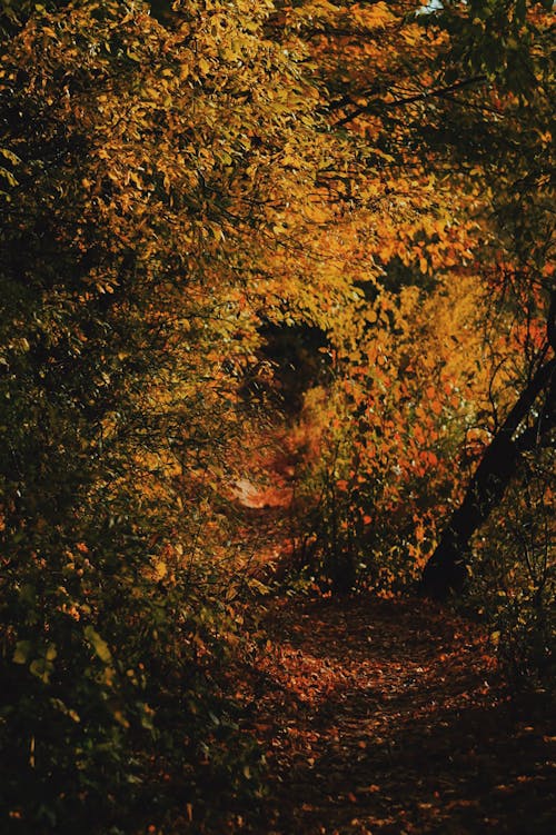 Základová fotografie zdarma na téma fotografie přírody, les, podzimní les