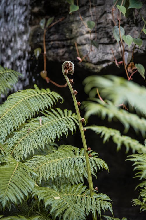 Immagine gratuita di avvicinamento, botanica, crescita