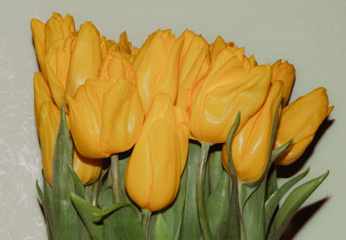 Foto profissional grátis de amarelo, cachos, flores