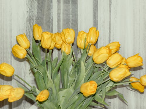 Free Photo of Yellow Flowers Stock Photo