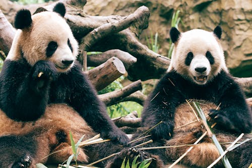 Gratis lagerfoto af bambus, bjørne, dyreliv