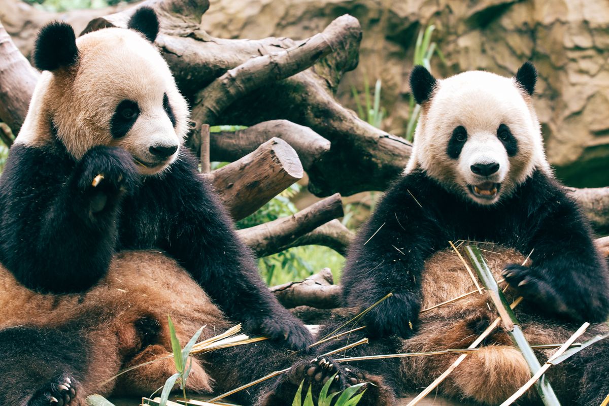 Die Besten Pandab r Fotos Kostenlos Downloaden Pexels Stock Fotos Die Besten Pandab r Fotos Kostenlos Downloaden Pexels Stock Fotos