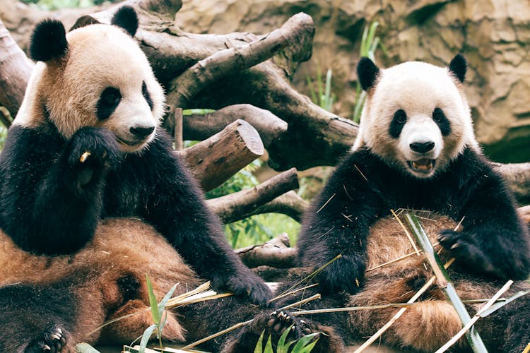 Pandas Eating Bamboo 