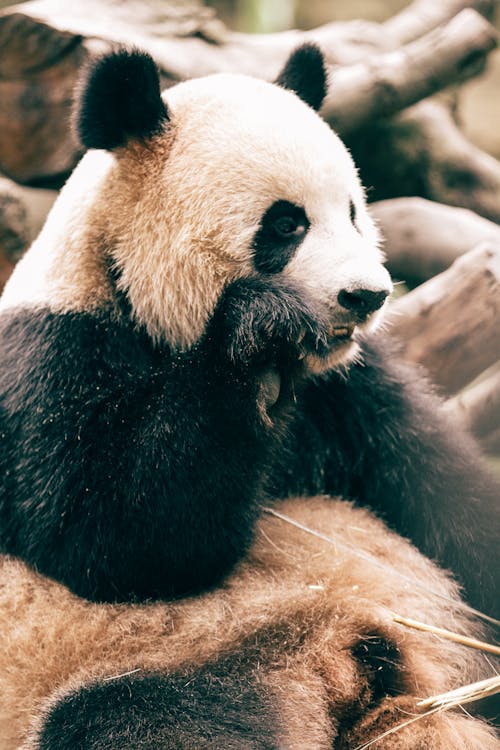 Kostenlos Kostenloses Stock Foto zu gefährdete spezies, nahansicht, panda Stock-Foto
