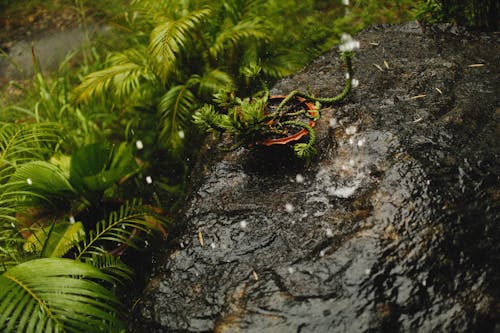 下雨, 岩石, 樹葉 的 免费素材图片