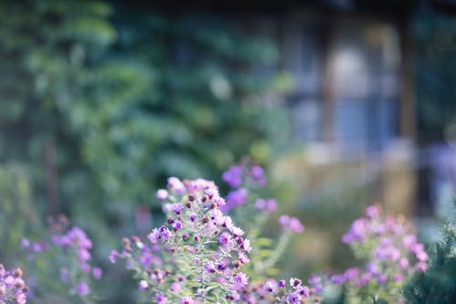 Close-up Photo of Purple Flowers 