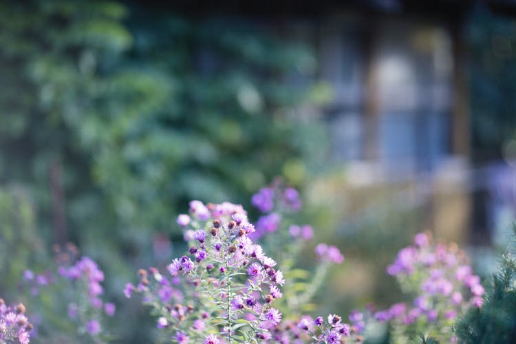 Close-up Photo Of Purple Flowers 