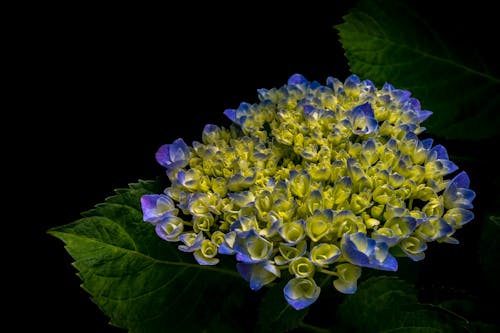 Close-up Photography of Yellow and Blue Petaled Flowers