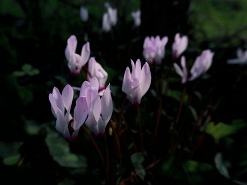 Purple Flowers in Close Up Photography