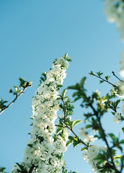 Бесплатное стоковое фото с белые цветы, вертикальный выстрел, снимок снизу