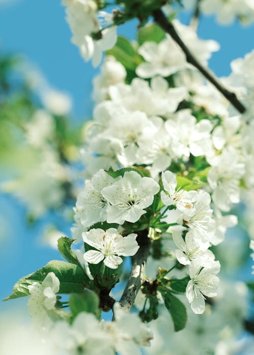 Základová fotografie zdarma na téma bílé květy, květinová fotografie, květy třešně