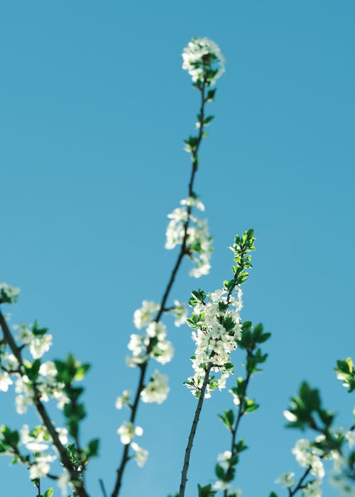 Foto stok gratis bunga putih, bunga sakura, fotografi bunga