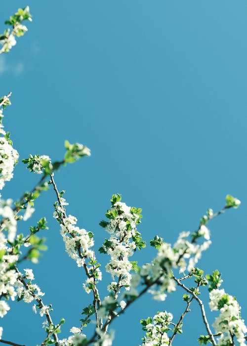 Бесплатное стоковое фото с белые цветы, вертикальный выстрел, голубое небо