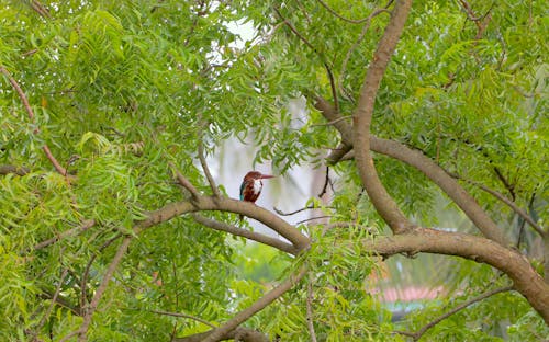 Free Bird Perched on Tree Branch Stock Photo