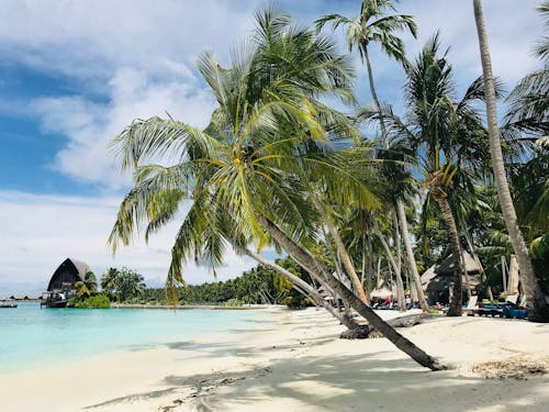 야자나무, 코코넛 나무, 해변의 무료 스톡 사진