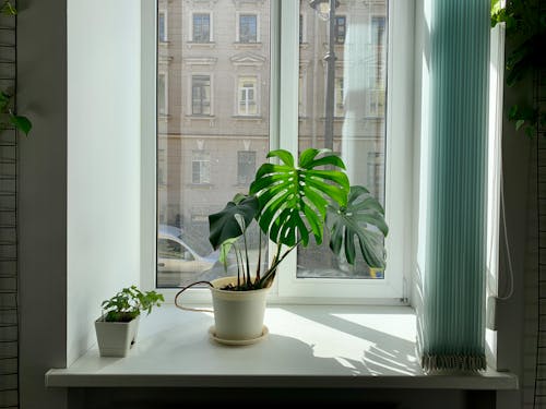 Foto stok gratis ambang jendela, monstera, tanaman berpot