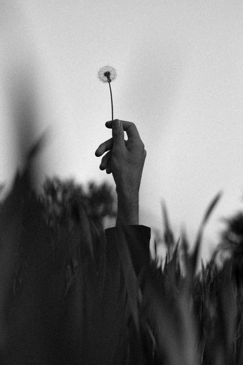Free Monochrome photo of a hand holding a dandelion in a field, offering a serene mood. Stock Photo