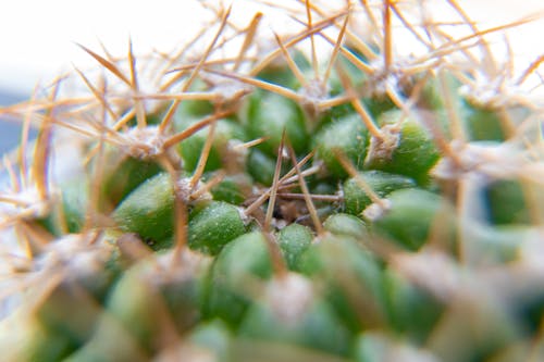 Free stock photo of cactus, macro photo, macro photography