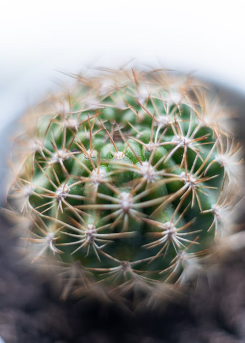 Free stock photo of cactus, macro photography, macro shot