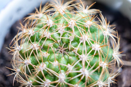 Free stock photo of cactus, macro photography, macro shot