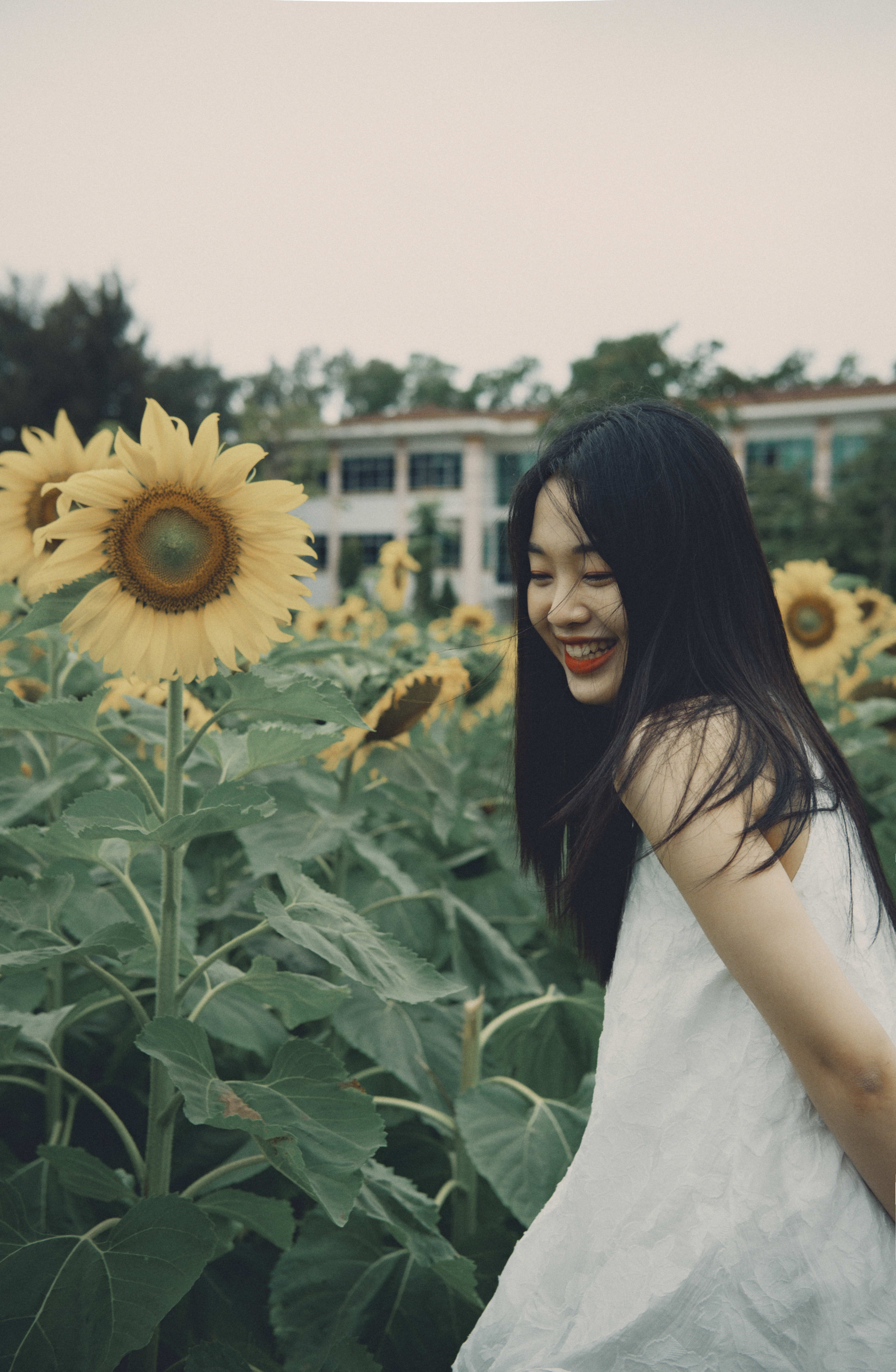 Woman Standing in Sunflower Field · Free Stock Photo