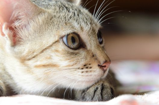 View of Feline IBD vs Lymphoma: Identifying Key Differences