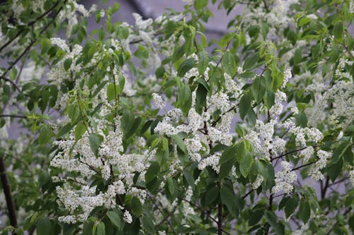 Fotobanka s bezplatnými fotkami na tému biele kvety, flóra, kvet ovocného stromu
