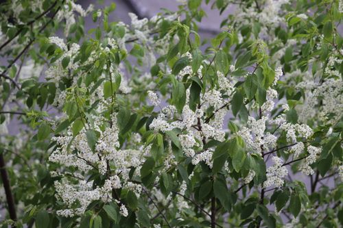 Free White flowers in full bloom on green leafy branches bring a springtime ambiance. Stock Photo