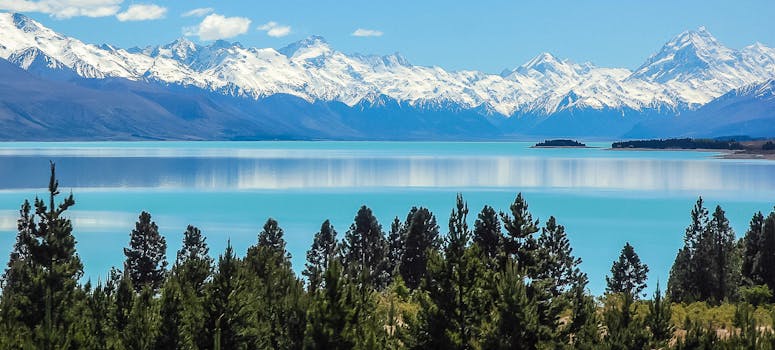 Green Pine Trees Near Body of Water during Daytime