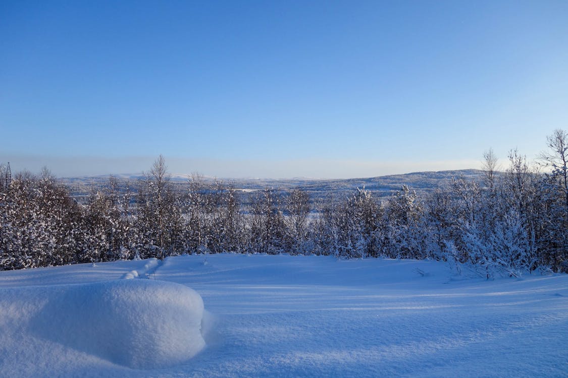 Foto d'estoc gratuïta de arbres, clima fred, cobert de neu