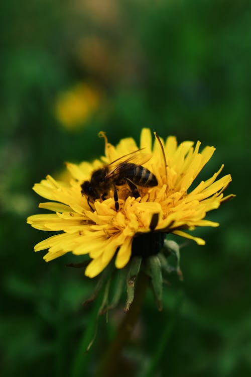 Foto stok gratis berkembang, dandelion, flora