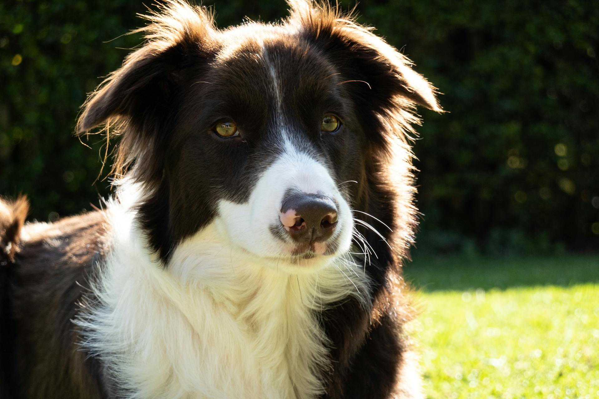 Border Collie Dog on Grass