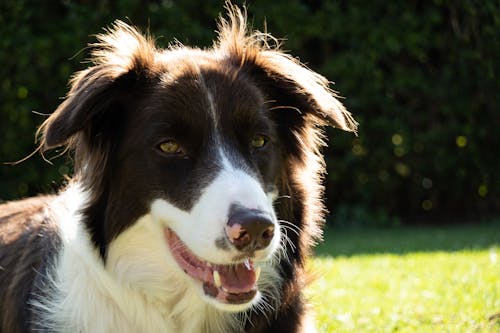 Free Close-Up Shot of a Dog  Stock Photo