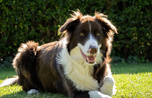 Free A Border Collie on the Grass  Stock Photo
