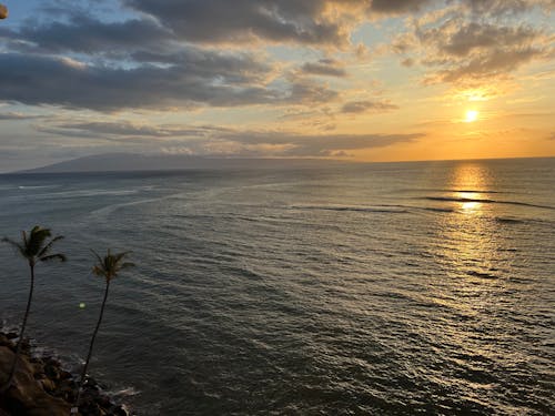 Palm Trees on the Rocky Shore Near Body of Water