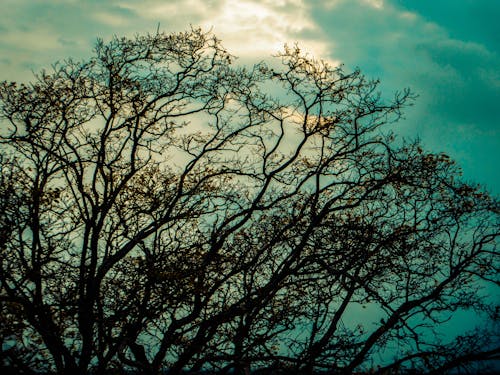 Kostenloses Stock Foto zu baum, blauer himmel, himmelblau