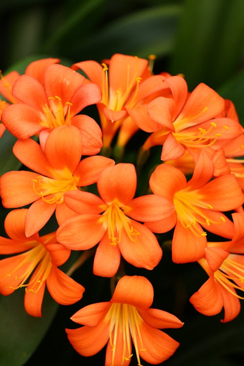 Orange flowers in Close Up Photography